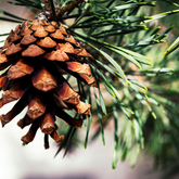 Organic Scots Pine essential oil